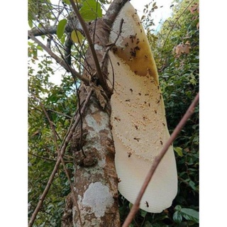 Mật ong rừng Tây bắc