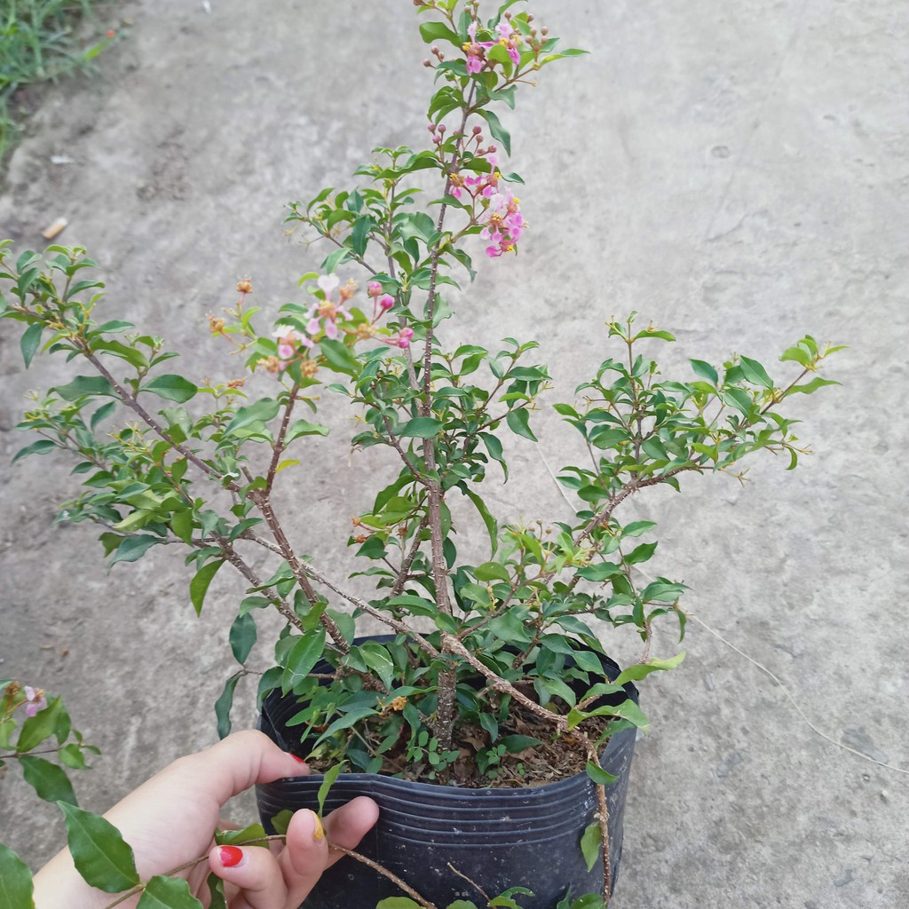 Cây hồng ngọc mai - sơ ri Thái trái chín đỏ, ngọt, ăn được, bông chùm, ra hoa quanh năm - Summer Garden