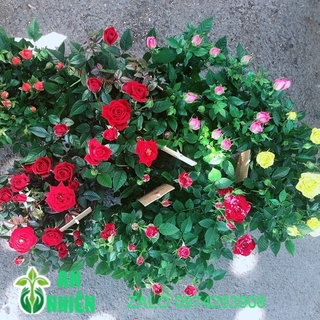 Hoa Hồng Siêu Nụ 120k/chậu (được chọn màu)