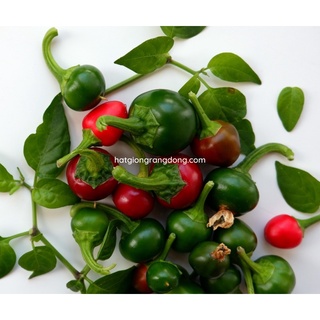 Hạt Giống Ớt trái tròn 527