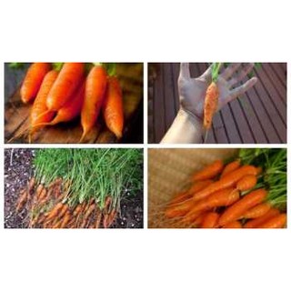 CÀ RỐT MI NI (HÀ LAN ) 