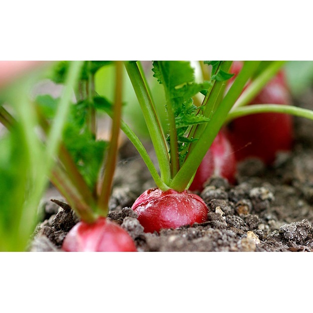 Hạt giống củ cải ruột đỏ 2g