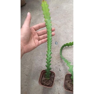 Nhật Quỳnh Xương Cá (Quỳnh Mexico)
