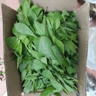 1kg cúc tần tươi