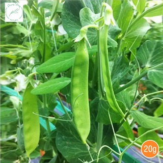 Hạt giống đậu hà lan dẹp - gói 20gram kns2418