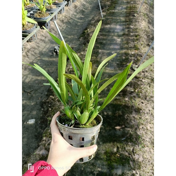 Lan Vũ Nữ vàng 3 váy đang vòi hoa