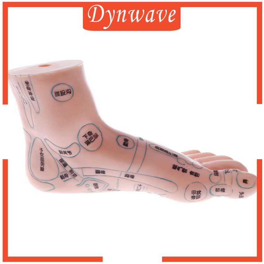 Mô Hình Châm Cứu Mát Xa Chân 19cm