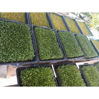 Hạt giống rau muống mầm