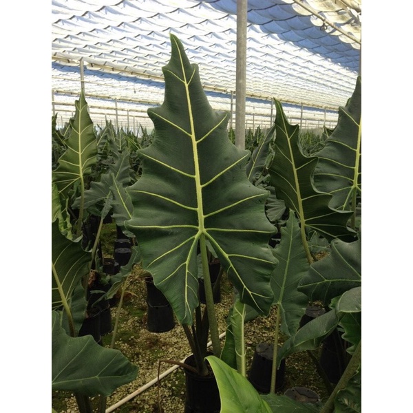 Cây giống alocasia sarian, cây môn thân vằn