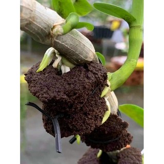 Mút ươm ki hữu cơ Hà Lan 11k/ mút