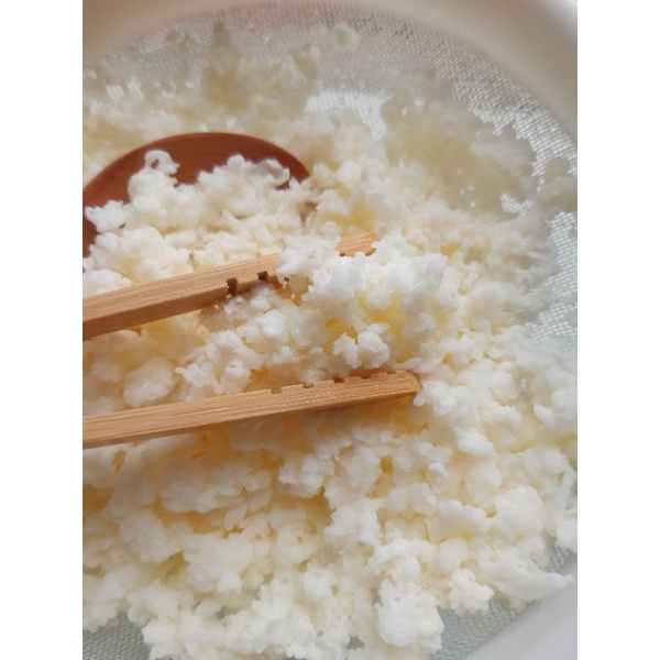 Nấm làm sữa chua kefir milk