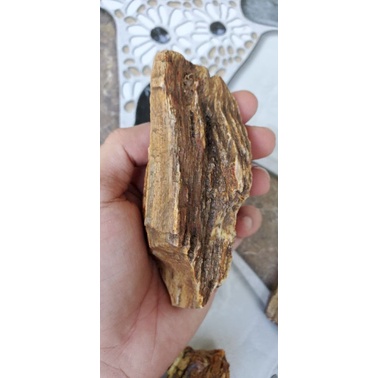Gỗ hóa thạch