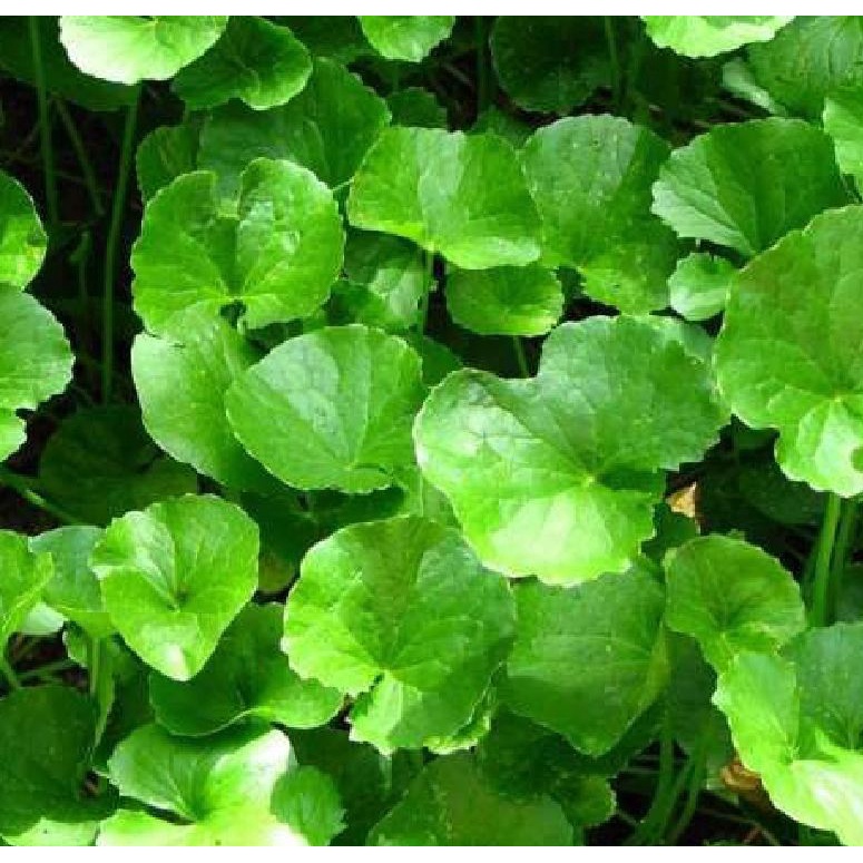 ( HOT ) Hạt giống rau má 0.5gr