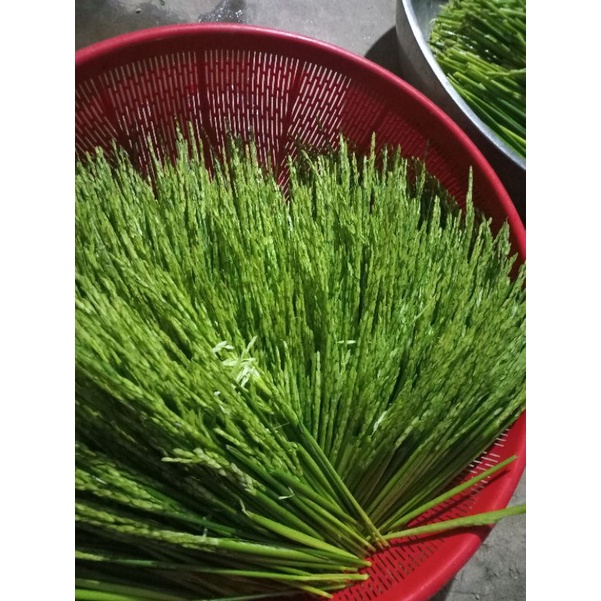 3kg đòng đòng nếp