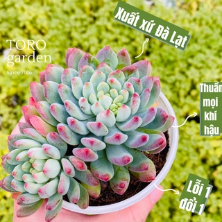 Sen đá hoàng hôn Đà Lạt size trung bình cây cảnh trang trí nhà cửa Toro garden