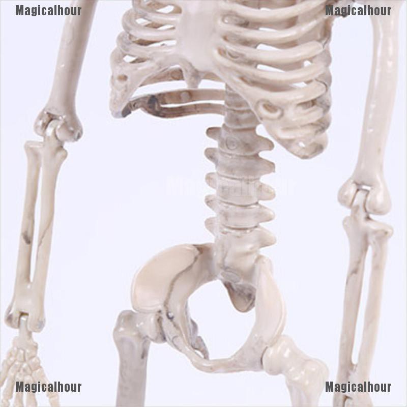 Bộ Xương Người Trang Trí Halloween