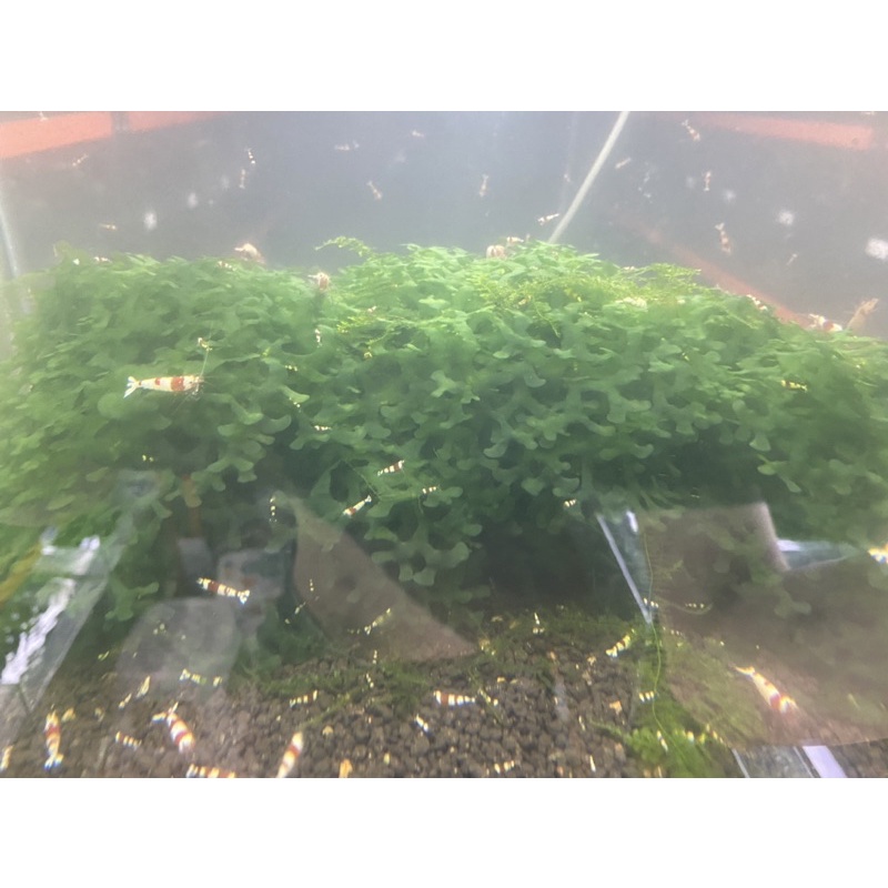 Rêu Pelia Cho Hồ Tép Thuỷ Sinh