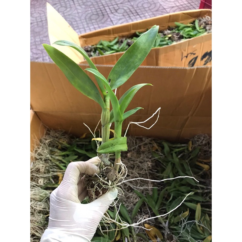 Hoa Lan Dendro Chớp Kim Cương - cây giống