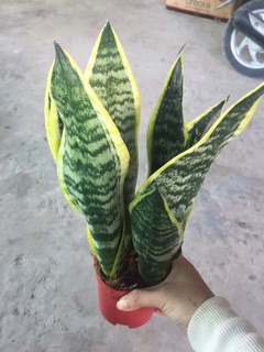 LƯỠI HỔ THÁI CHẬU 3 CÂY