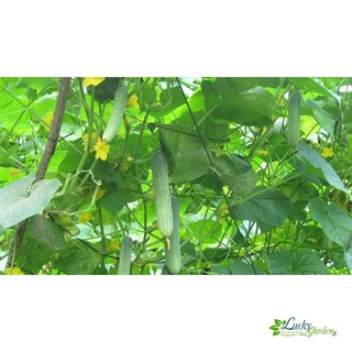 1g Hạt giống Dưa leo (tặng gói Kích nẩy mầm và Hướng dẫn) XTRA