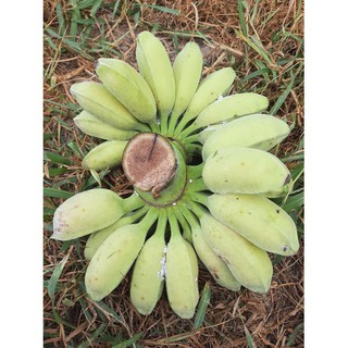 Cây giống chuối sáp nghệ