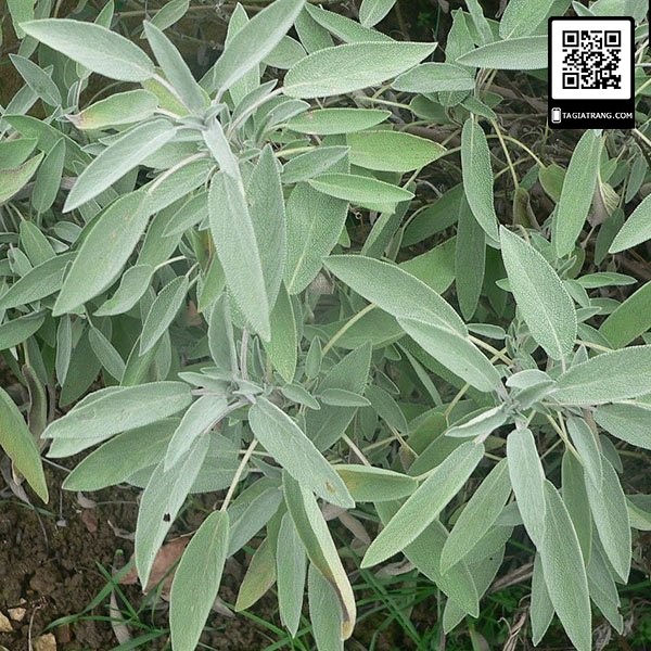 Hạt giống xô thơm Sage (Salvia officinalis) - Gói 10 hạt | Tỉ lệ nảy mầm trên 80%