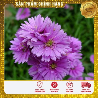 Bộ gói hạt giống Cúc Thạch thảo hồng