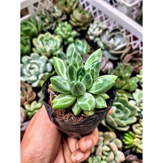 Combo cốc 5 sen đá