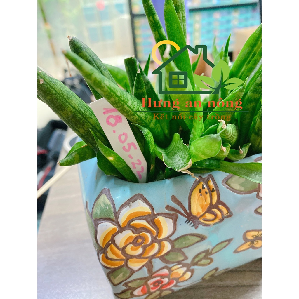 Combo 100/200/300 thẻ cắm đủ màu nhựa pp dùng ghi nhớ tên cây giống size 5x1cm