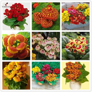 Hạt Giống Hoa Huyền Sâm Mix - 5 Hạt