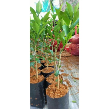 Cây Quýt Đường Siêu Trái Cực Ngọt.