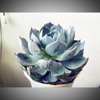 Sen đá hồng phấn 8-12cm