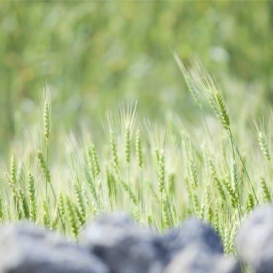 [Mã FMCGMALL - 8% đơn 250K] Sữa rửa mặt tạo bọt từ lúa mạch xanh innisfree Green Barley Bubble Cleanser 150ml | BigBuy360 - bigbuy360.vn