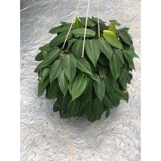 Cây trầu bà tỷ Phú lá tim