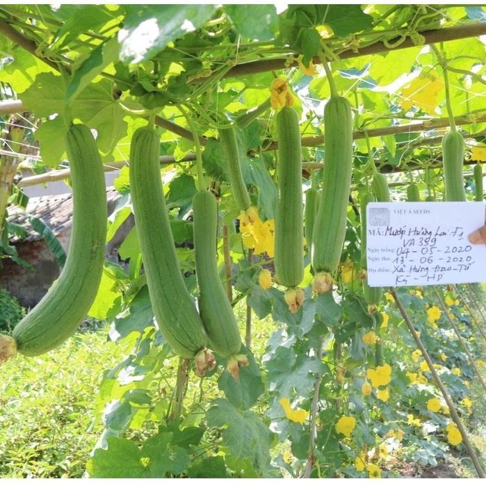 Hạt Giống Mướp Hương Quả Ngắn Thái Lan