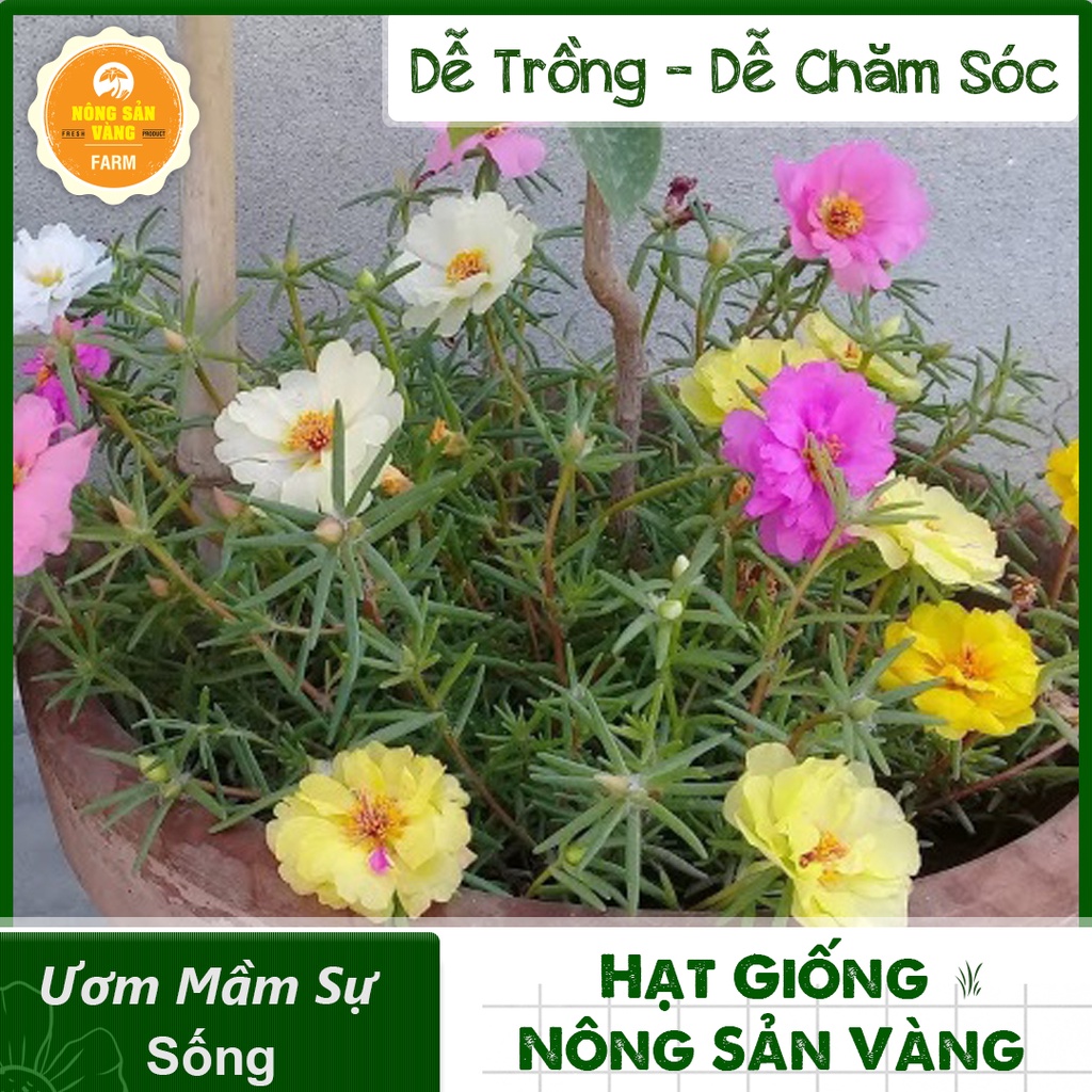 [HCM] Hạt giống Hoa Mười Giờ Mỹ Nhiều Màu ( Gói 100 hạt ) - Nông Sản Vàng