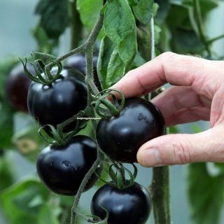 Hạt giống cà chua bi đen 50 hạt - HÀNG CÔNG TY
