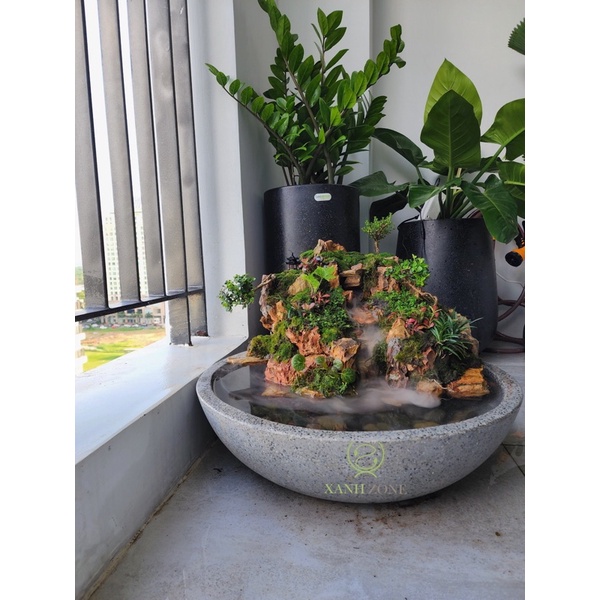 13 loại bon sai mini, bonsai mini, bon sai trồng chậu mini, bonsai ghép tiểu cảnh, sam hương, cây bonsai mini