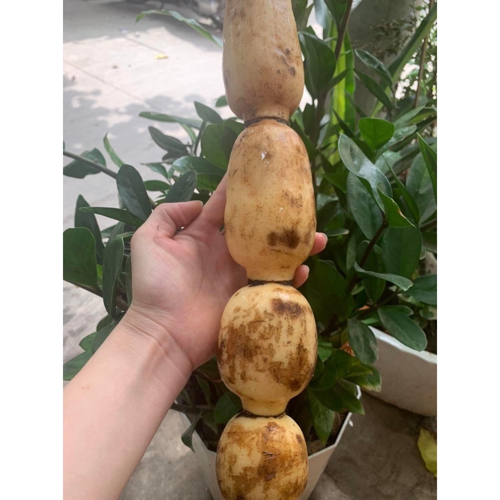Củ sen tươi Đồng Tháp sen Hạng NHất ngon , Bở , dẻo , Thơm ngon đặc biệt chỉ về ít