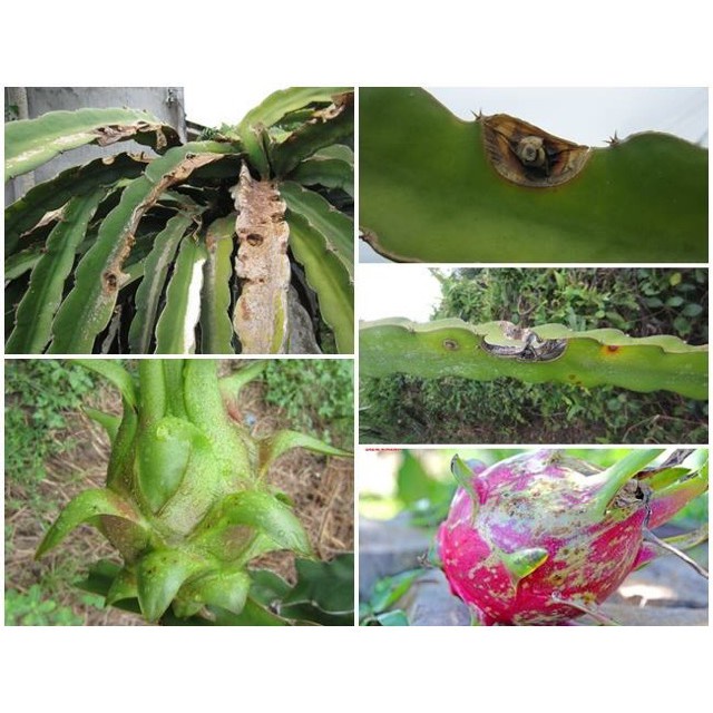 [SIEURE] Nano bạc đồng hàng đẹp, phân phối chuyên nghiệp.