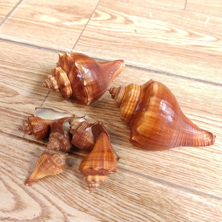 Vỏ ốc đùi gà trang trí màu sắc ngẫu nhiên