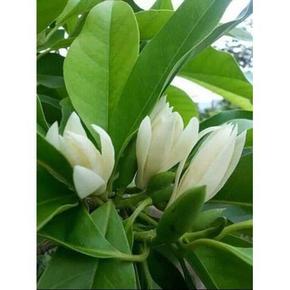 cây hoa ngọc lan trắng cao 80cm đến 1m