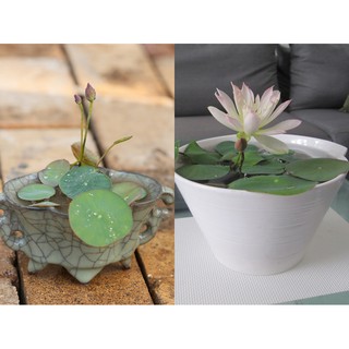  Lọ Thủy Canh Cho Sen Mini Nhật