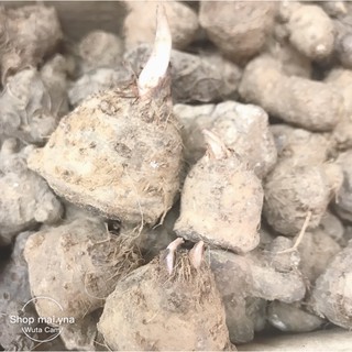 Củ môn đủ màu,sẵn mầm,bao sống 100%