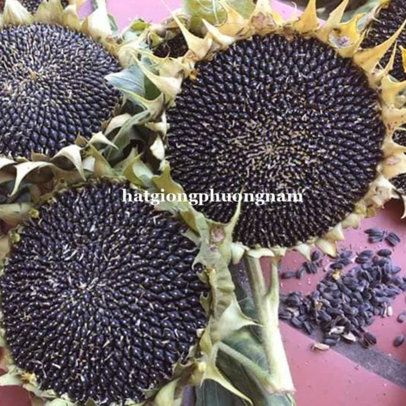30H - HẠT GIỐNG HƯỚNG DƯƠNG KHỔNG LỒ 20 - 40cm LẤY HẠT(NK Đức)