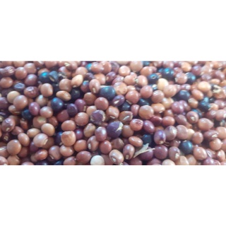 500 gram đậu săng