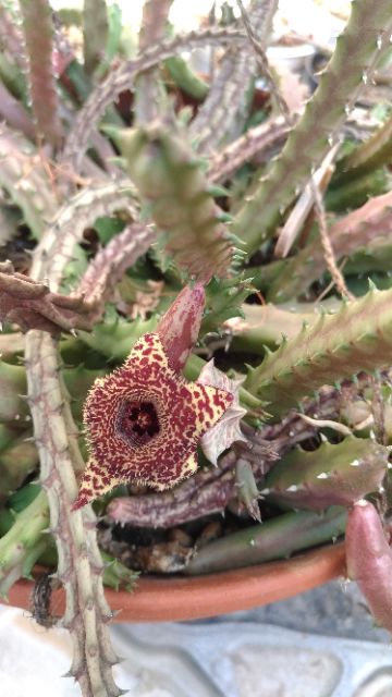 Sao biển Huernia recondita 10k/3nhánh