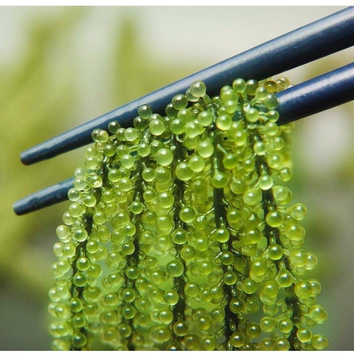 [Mã GROXUAN1 giảm 8% đơn 150K] Rong nho Green food gói 100 gram cam kết chính hãng nở ra rong tươi giòn ngon | BigBuy360 - bigbuy360.vn