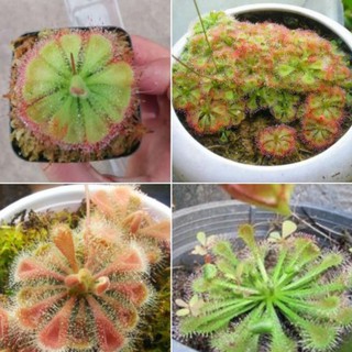 Hạt Giống Cây Ăn Thịt Bắt Mồi Gọng Vó - 1 gói 10 hạt