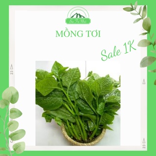 Hạt giống rau mồng tơi xanh Rado 38 Rạng Đông I Ba Tri Nhỏ